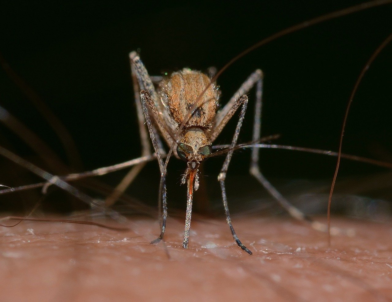 Moustiques à Artignosc-sur-Verdon